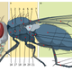 Musca domestica. Wikimedia Commosn